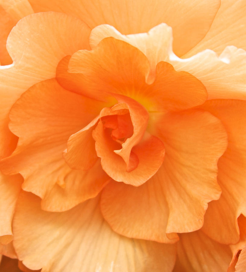Begonia Beauty Photograph by Venetia Featherstone-Witty