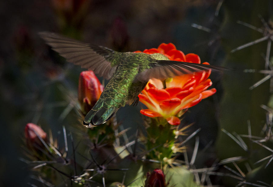 Beak Deep in Nectar  Photograph by Saija Lehtonen
