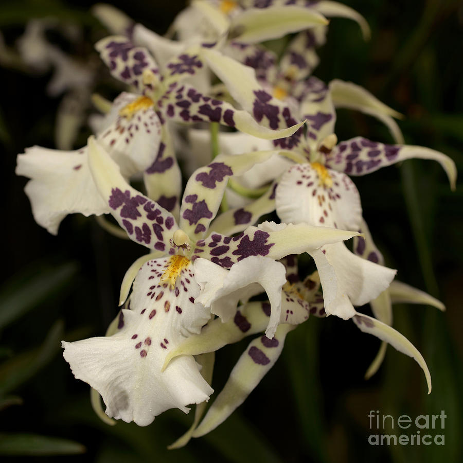 Orchid Photograph - Beallara Tropic Splendor by Terri Winkler