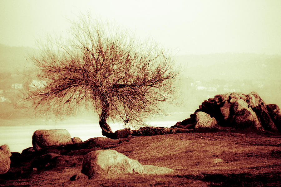Tree Photograph - Beals Point 2 by Cindi Castro