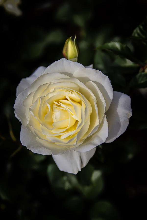 Beaming White Rose Photograph by John Haldane