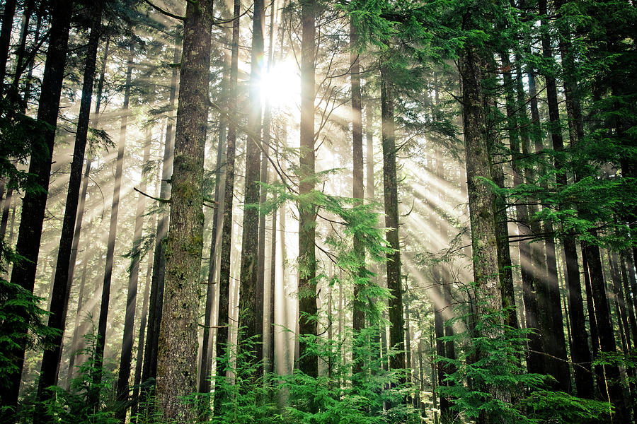 Beams Of Sunlight Shine Through A Thick Photograph by Christopher ...