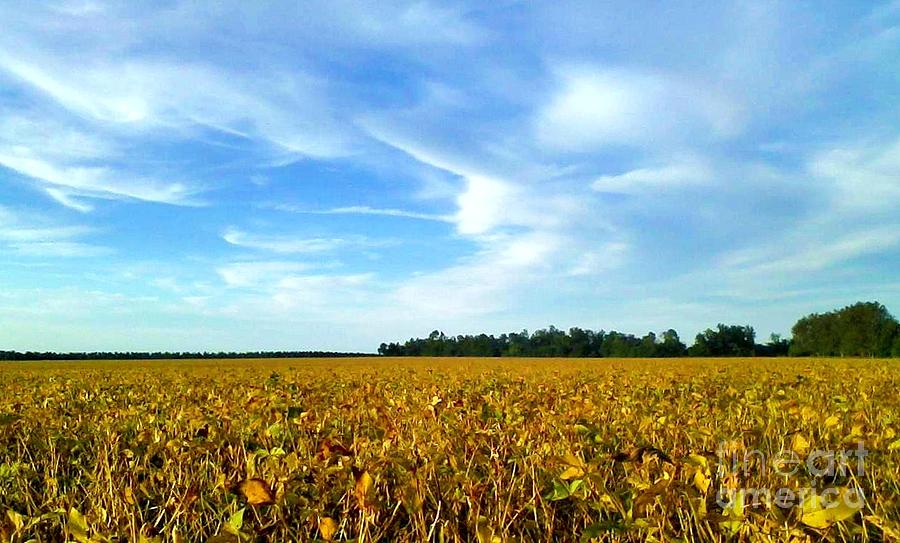 Bean Field Photograph by JoNeL Art - Fine Art America