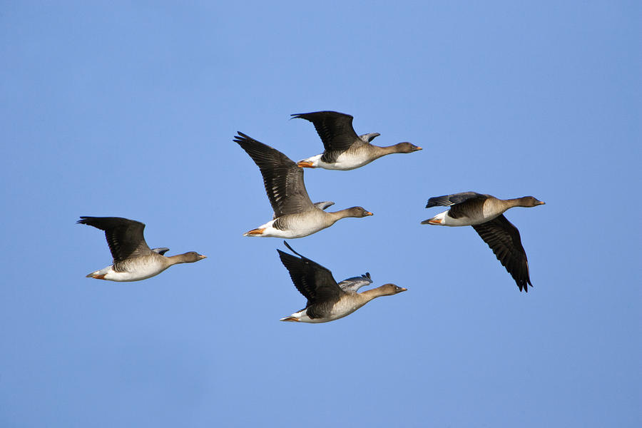 Bean Geese Flying England Photograph by Duncan Usher