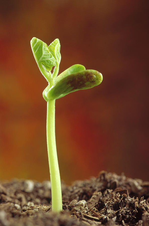 Bean Phaseolus Hybrid Seedling Photograph by Gerry Ellis