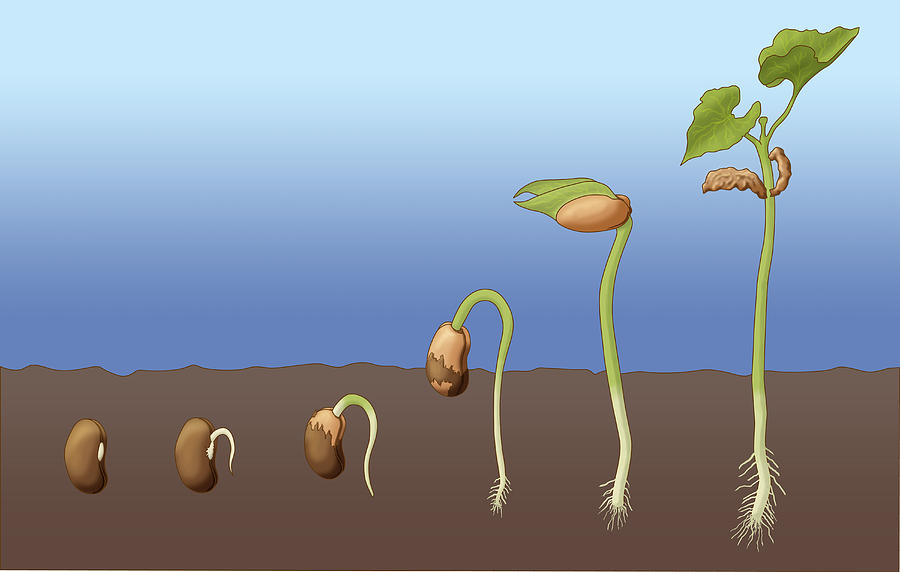 Bean Seed Germination, Illustration Photograph by Monica Schroeder