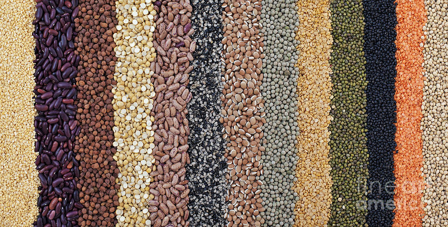 Beans and Pulses Pattern Photograph by Tim Gainey