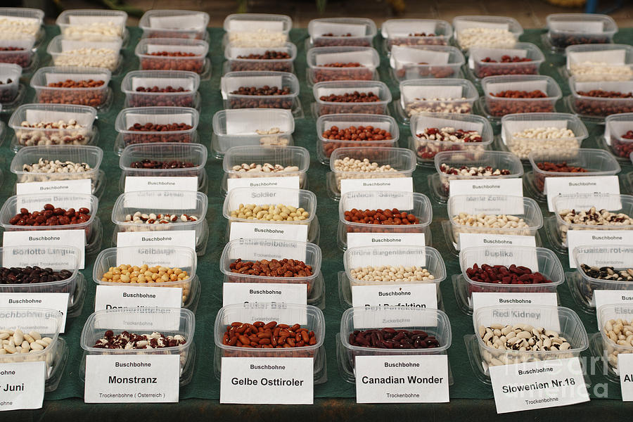 Beans by Pit Hermann Beans by Pit Hermann
