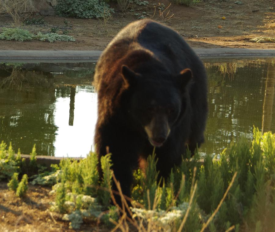 Bear 1 Photograph by Phyllis Spoor