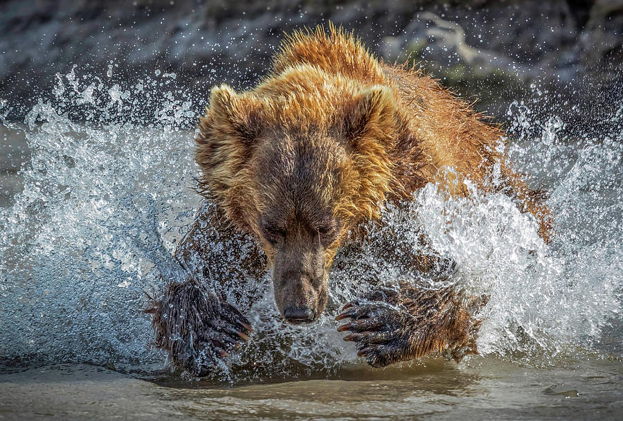 Wildlife Photograph - Bear Action by Roshkumar