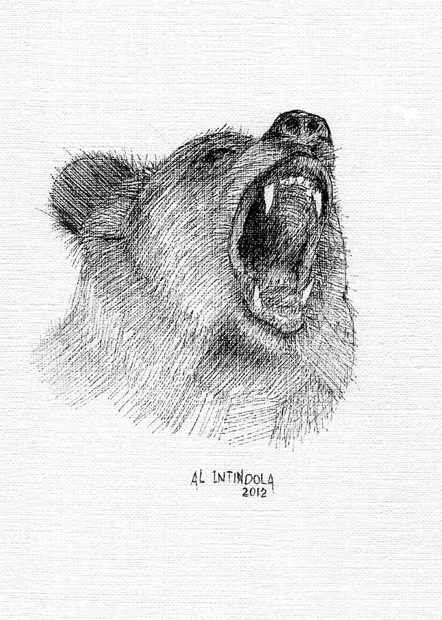 Bear Drawing by Al Intindola