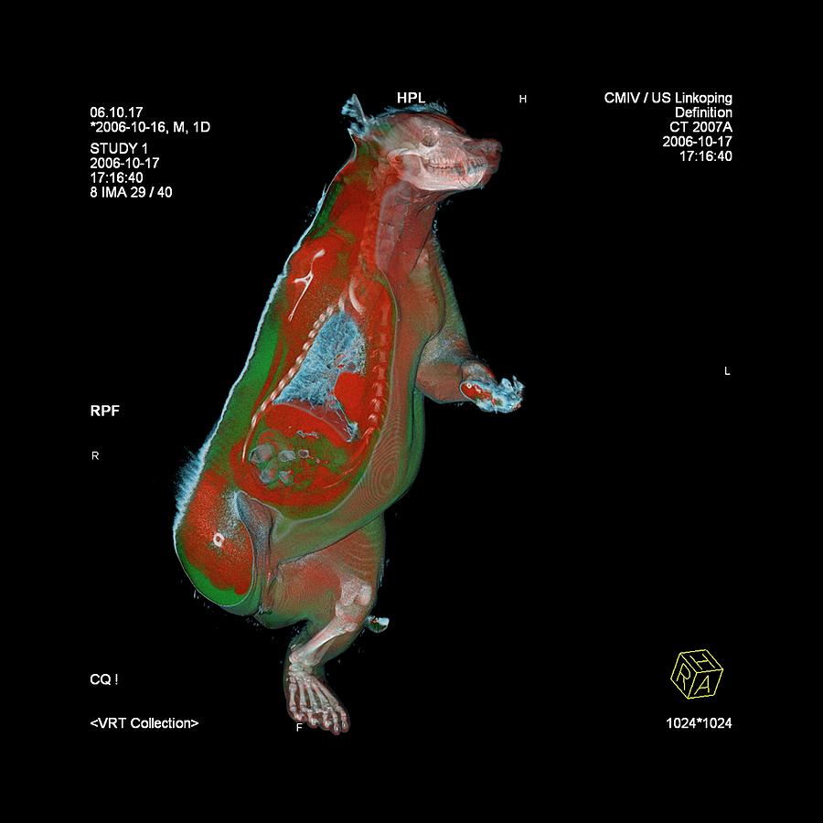 Bear Anatomy Photograph by Science Photo Library Bear Anatomy Photograph by Science Photo Library