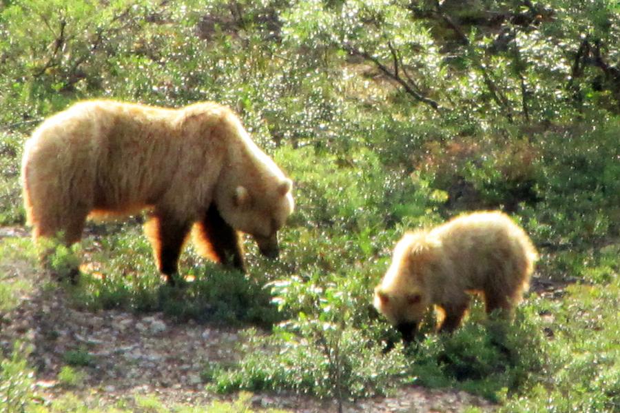 Bear and cub at Denali Photograph by Lisa Dunn