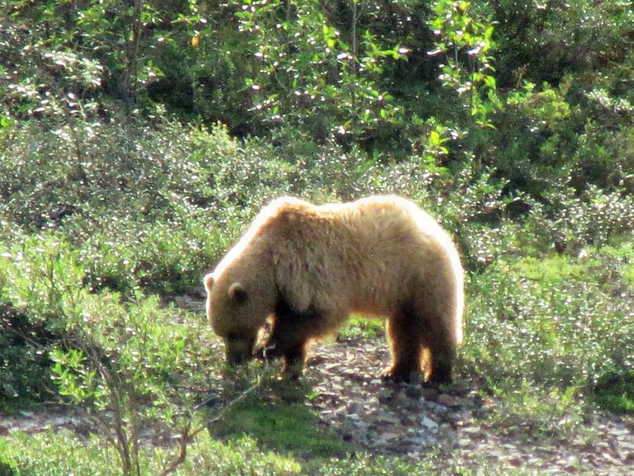 Bear at Denali Photograph by Lisa Dunn