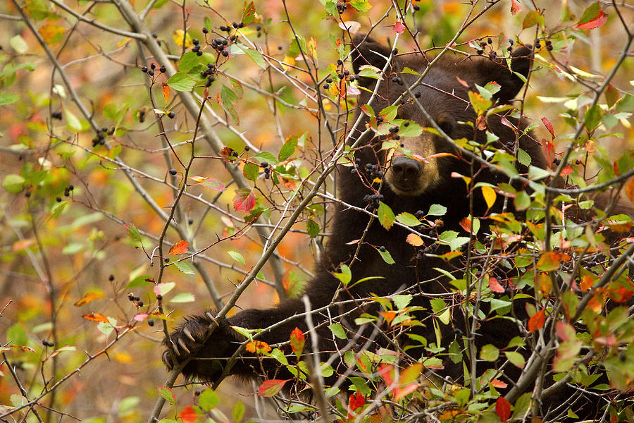 Bear Berries Photograph by Aaron Whittemore