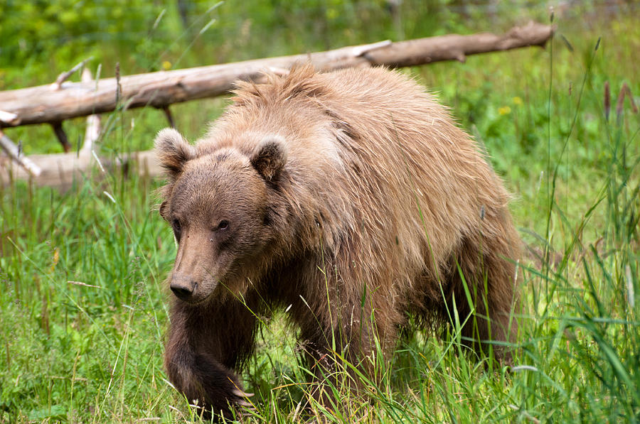 Bear Photograph by Bill Howard