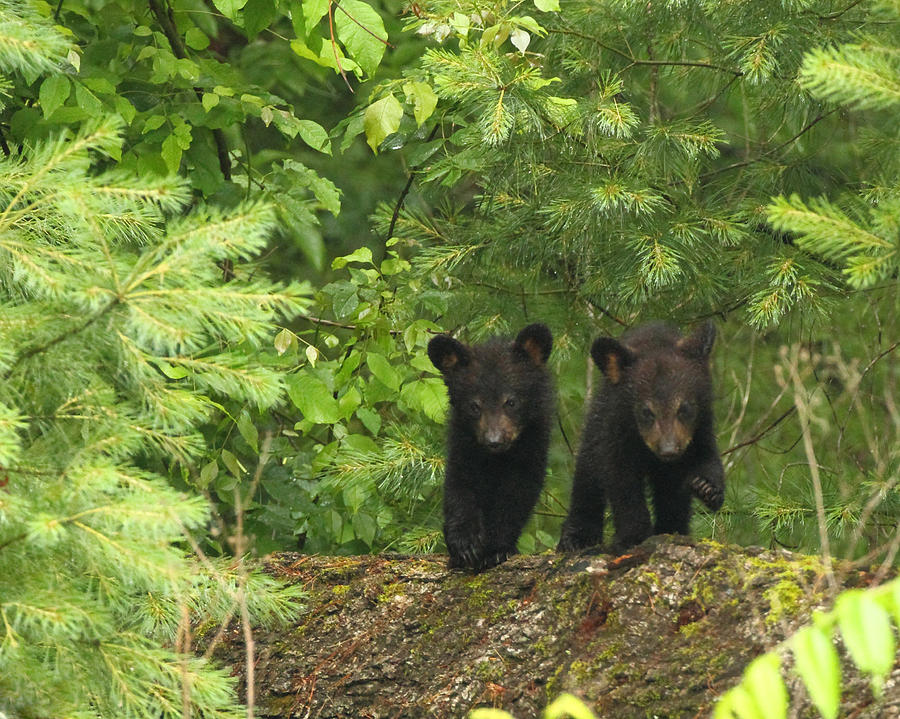 Bear Buddies Photograph by Coby Cooper