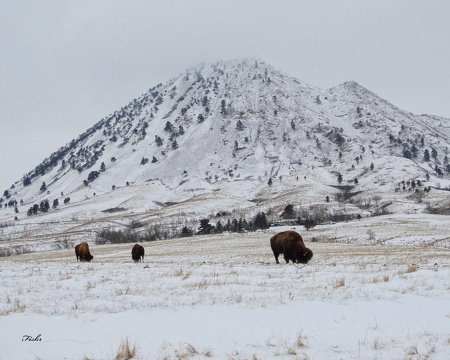 Bear Butte Buffalo Photograph by Fiskr Larsen
