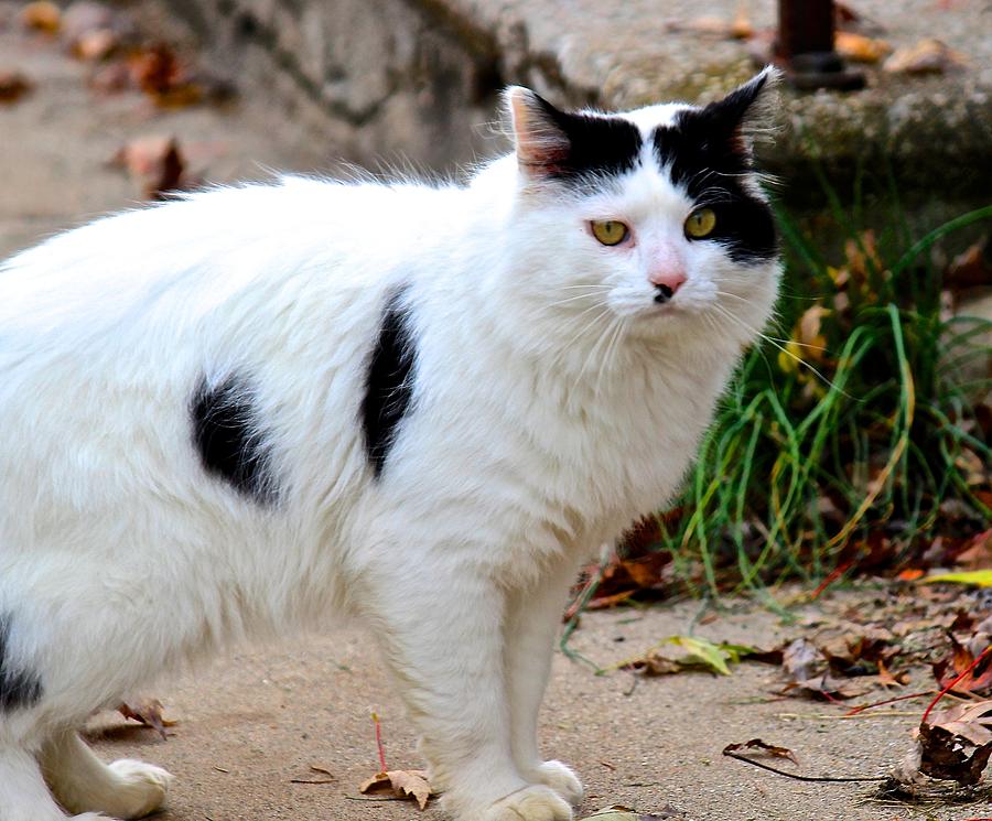 Bear Cat Photograph by Jennifer Hammerberg - Fine Art America