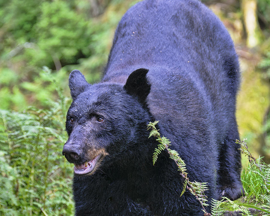 Bear Close Up Photograph by Betty Eich