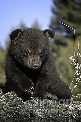 Bear Cub-animals-10 Photograph