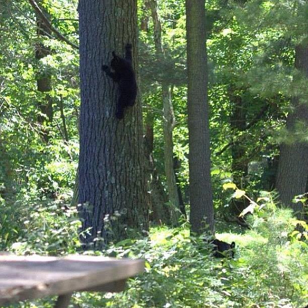 Blackbear Photograph - Bear Cub Climbing The Tree... On by Renee Ellis