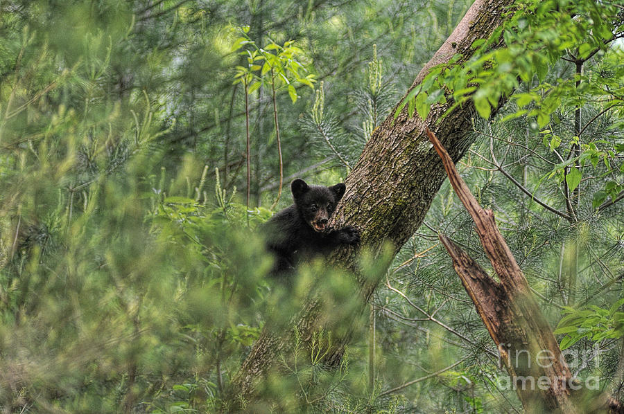 Bear cub climbing tree growling Photograph by Dan Friend