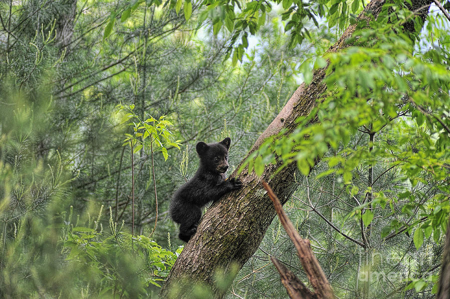 Bear cub climbing tree looking out Photograph by Dan Friend
