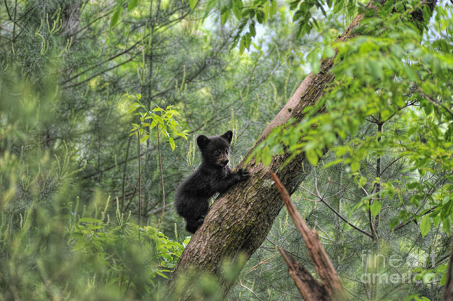 Bear cub climbing tree pausing to look Photograph by Dan Friend