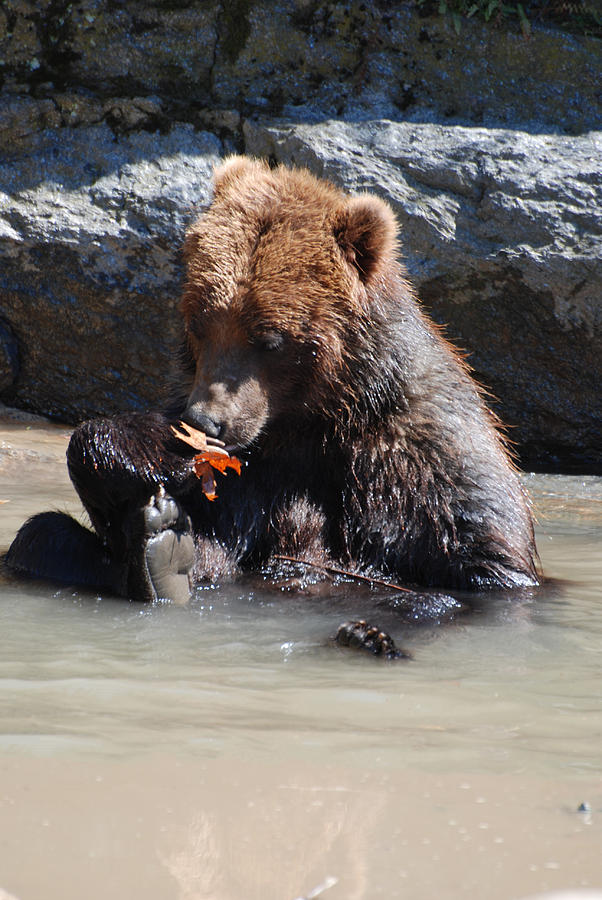 Bear Cub Photograph by DejaVu Designs