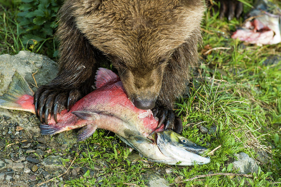 Bear Cub Eating Salmon Photograph by Joe Klementovich Fine Art America