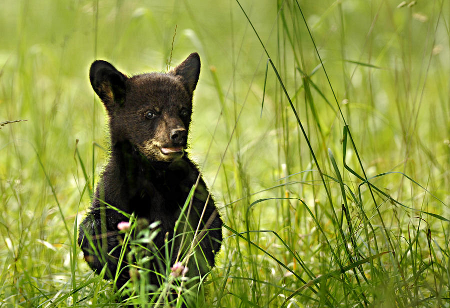 Bear Cub in Clover Photograph by Randall Branham