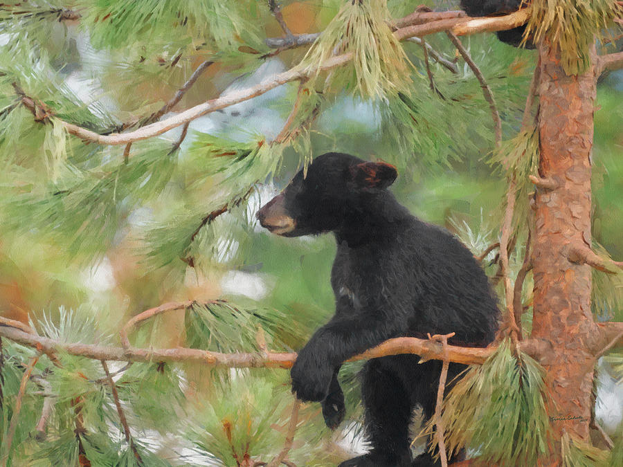 Bear Cub in Tree 2 Digital Art by Ernest Echols