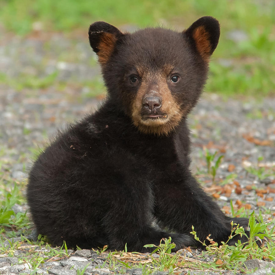 Bear Cub Photograph by Joye Ardyn Durham