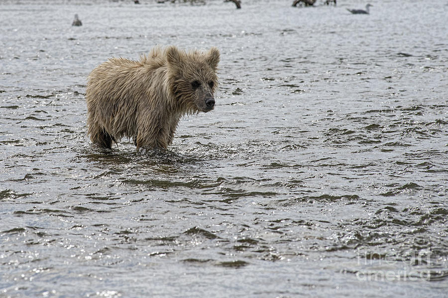 Bear cub looking upstream for its mother Photograph by Dan Friend