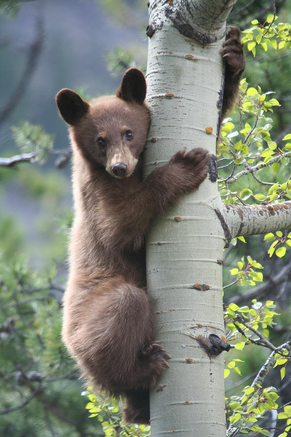 Bear cub on tree at Waterton Lakes National Park Photograph by Jetson Nguyen