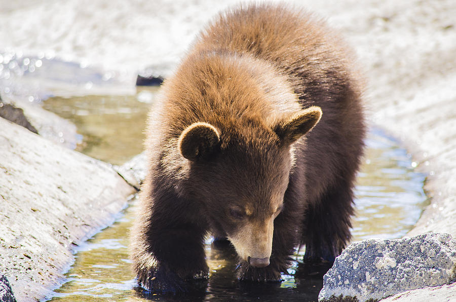 Bear Cub Photograph by Spencer Hughes