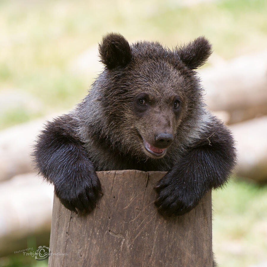 Bear Cub Photograph by Torbjorn Swenelius