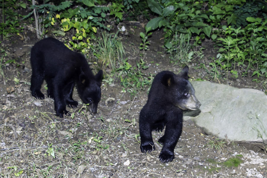 Bear Cubs Photograph by John Haldane