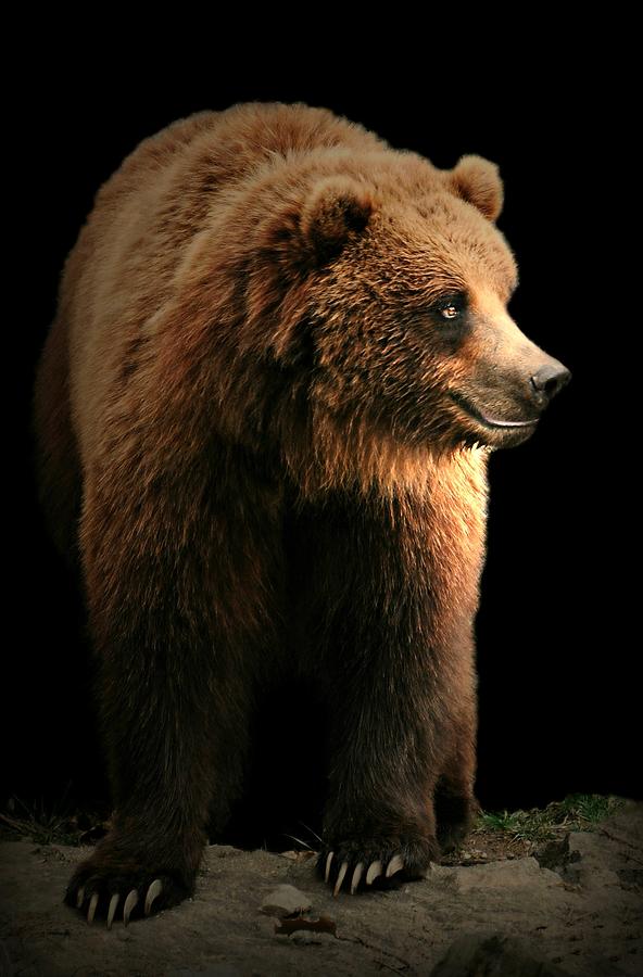 Bear Essentials Photograph by Diana Angstadt
