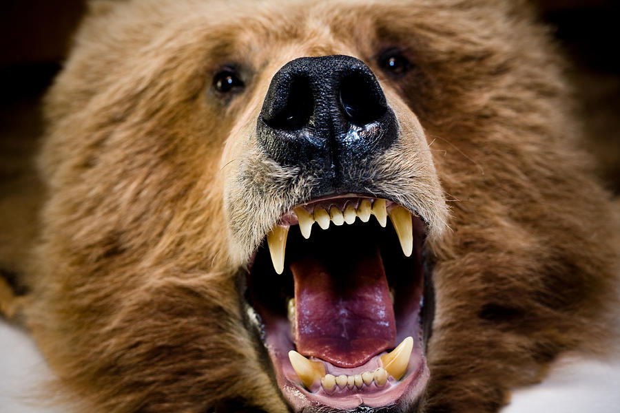 Bear Face And Teeth Photograph by Debibishop