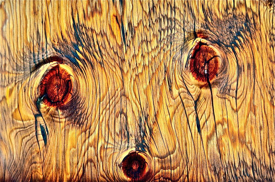 Wood Photograph - Bear face by David Flitman