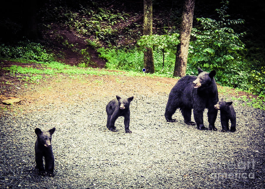 Black Bear Photograph - Bear Family Affair by Jan Dappen