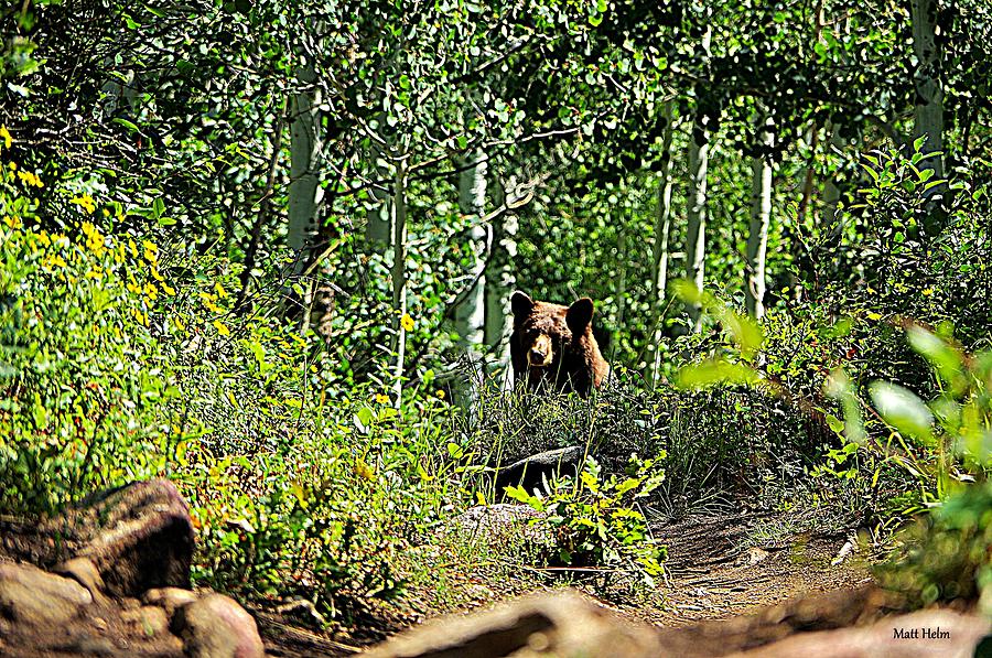 Bear Framed in the Forest Photograph by Matt Helm