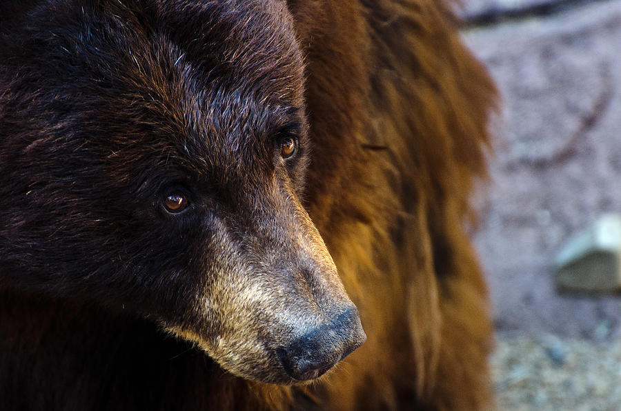 Bear Gaze Photograph by Dave Dilli