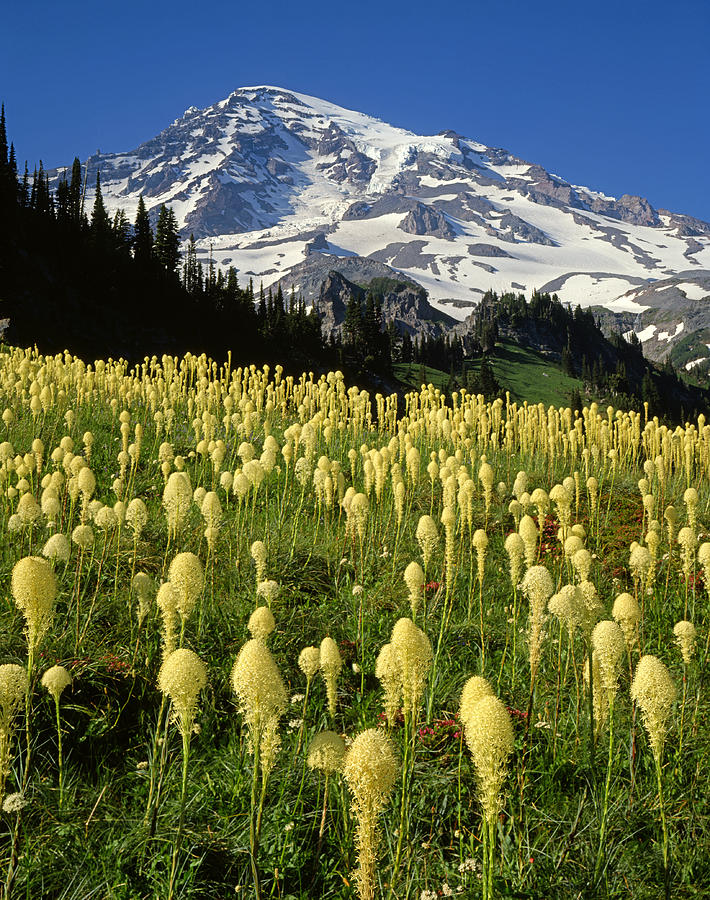 Mountain Photograph - Bear Grass at Mt. Rainier - V by Ed  Cooper Photography
