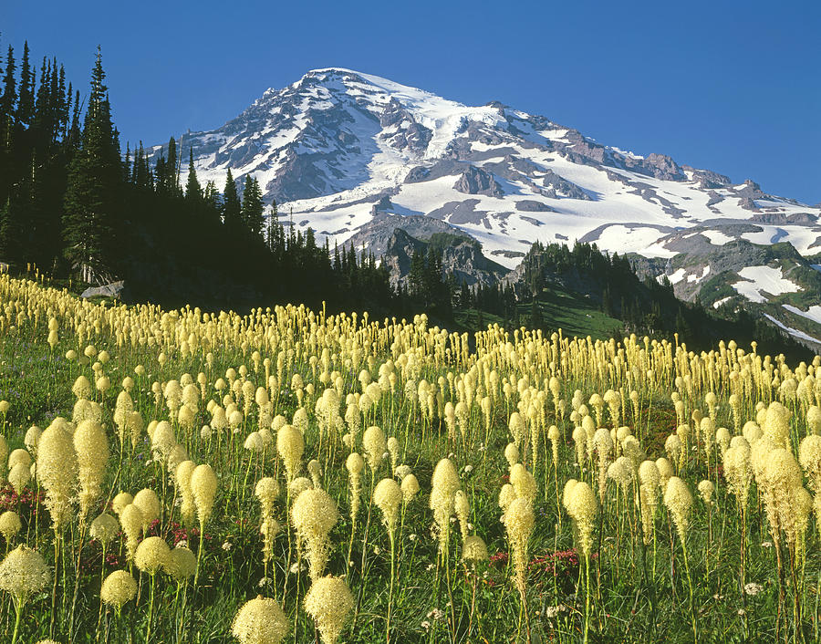 1M4870 Bear Grass at Mt. Rainier Photograph by Ed  Cooper Photography