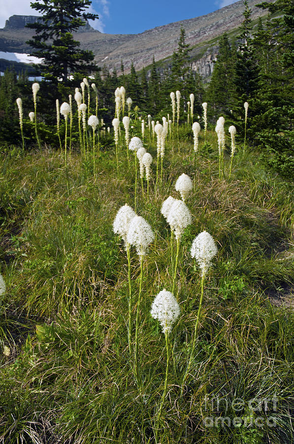Bear Grass Photograph by Cindy Murphy - NightVisions 