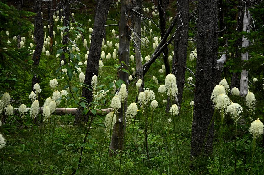 Bear Grass Photograph by Whispering Peaks Photography