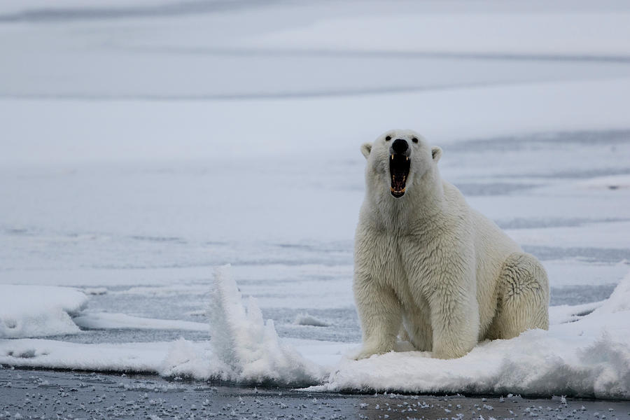 Winter Photograph - Bear Growling On The Pack Ice, Ursus by Raffi Maghdessian